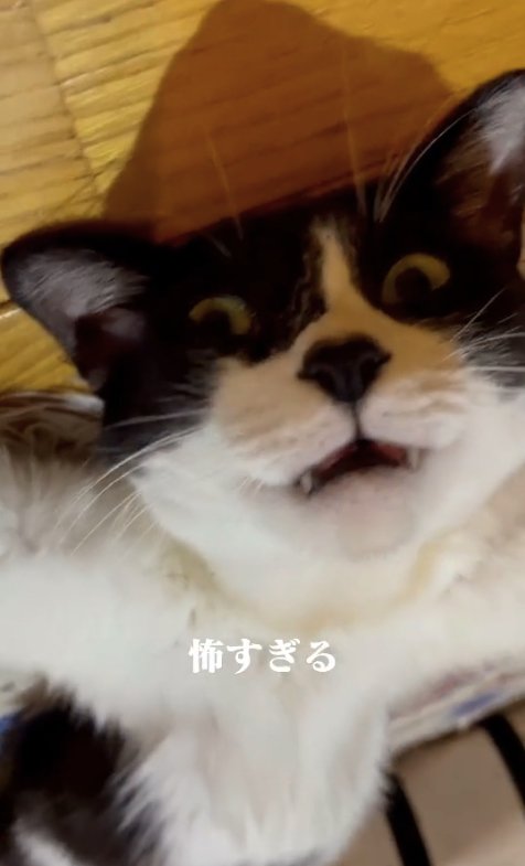 ヘソ天して口を開けているカメラ目線の猫(正面)