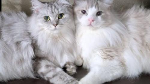 寄り添う猫
