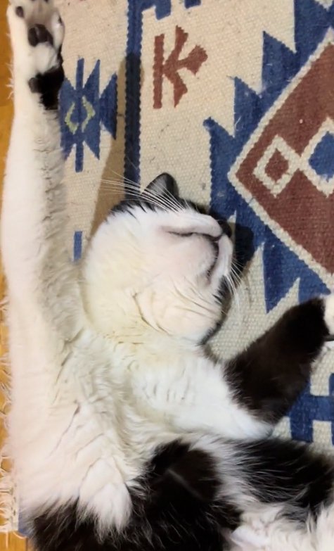 体をカーブさせて寝転がる猫(上半身アップ)
