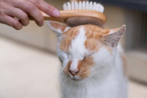 じゃれて寝ころぶ子猫