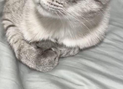 猫の前足