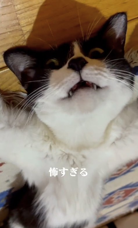 ヘソ天して口を開けているカメラ目線の猫(寄り気味)