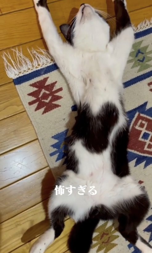 ヘソ天で寝ている猫(全身)