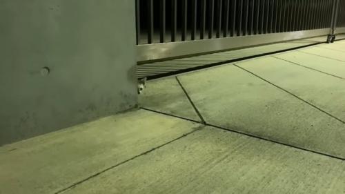 隠れる子猫