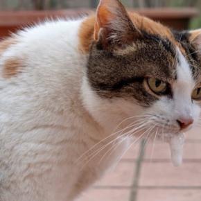 猫が『ブルブル震えている』ときに考えられる3つの原因 病院に連れて行くべき?