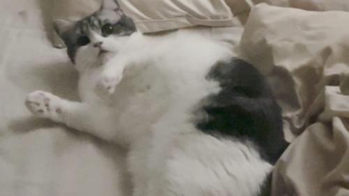 室内にいる猫