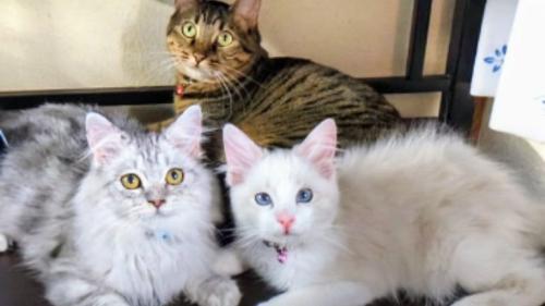 寄り添う猫たち