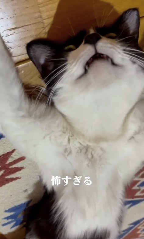 ヘソ天して口を開けているカメラ目線の猫(ややヒキ)