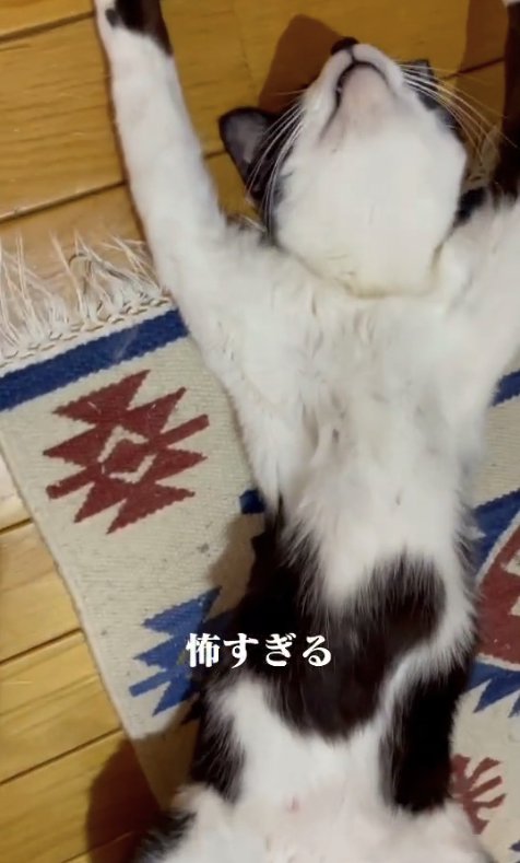 ヘソ天で寝ている猫(上半身アップ)