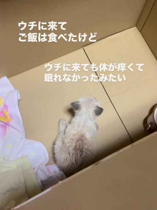 箱の中にいる子猫の背中