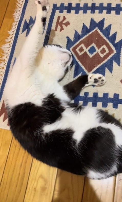 体をカーブさせて寝転がる猫(全身)