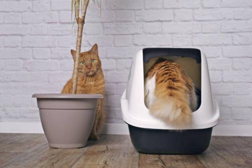 トイレに入る猫と隣に座っている猫