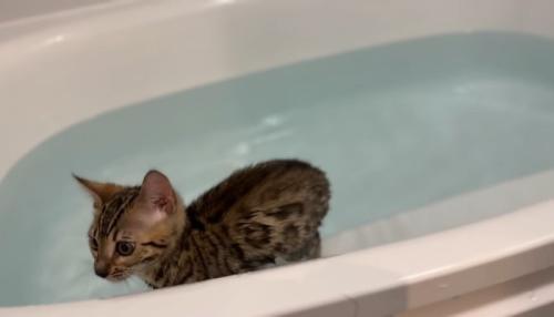 浴槽の中に
