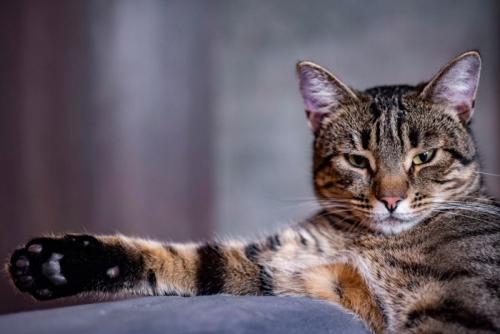 偉そうな雰囲気の猫
