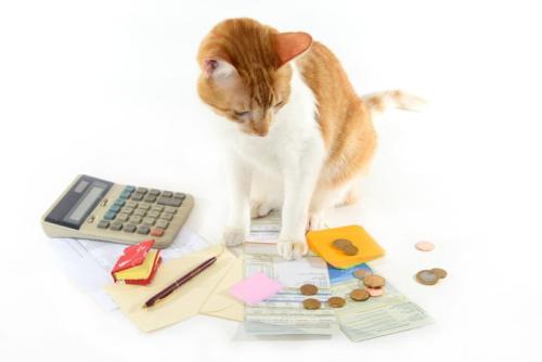 お金や計算機といっしょにいる猫