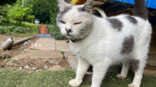 外にいる猫