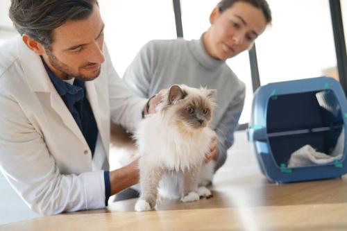 診察される猫と見守る飼い主