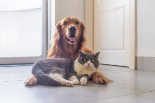 猫と犬