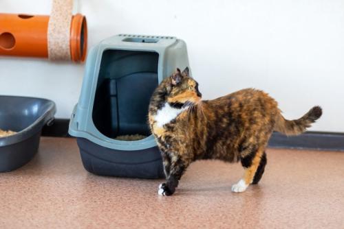 トイレの前で振り返る猫