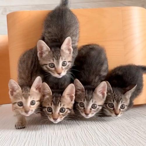 カメラを見上げる5頭の子猫