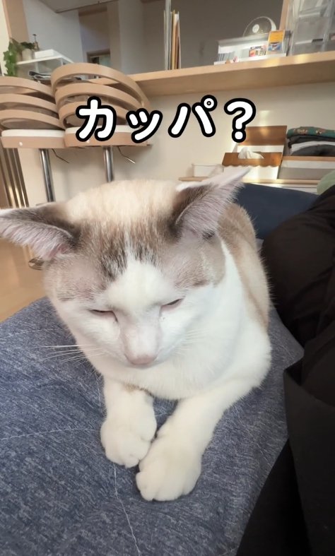 香箱座りをして目を閉じているサバ白猫「カッパ？」