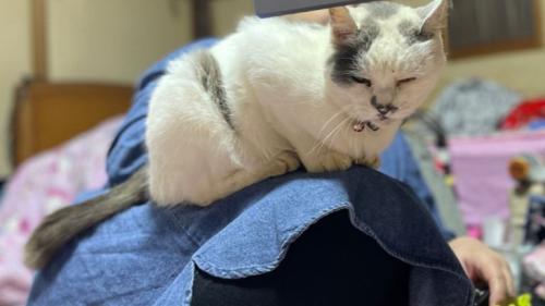 室内にいる猫