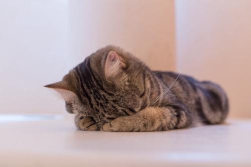 ごめん寝をする猫