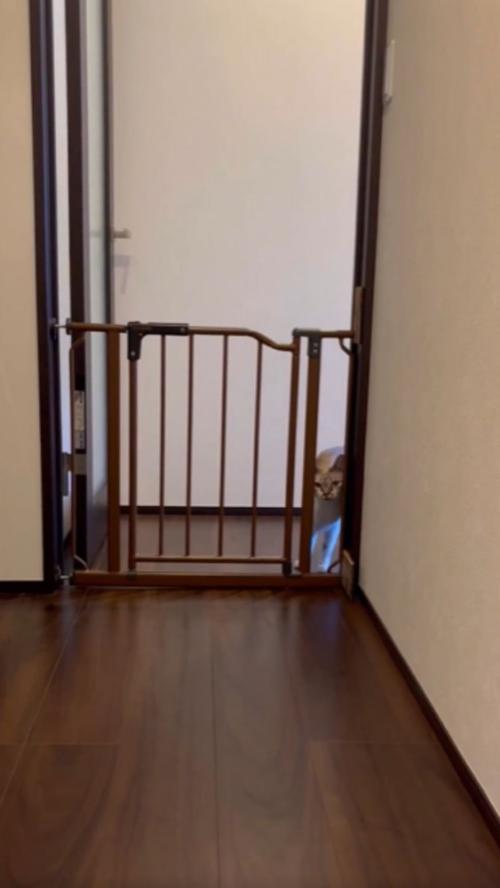 ゲートを覗き込む猫