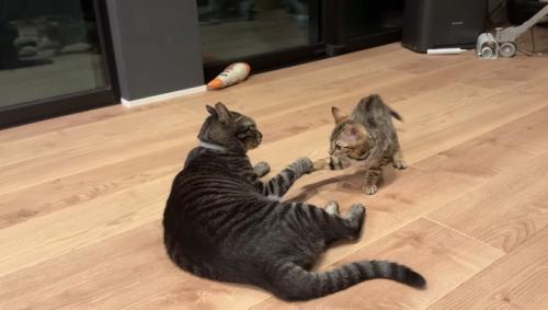 先住猫うるくんと