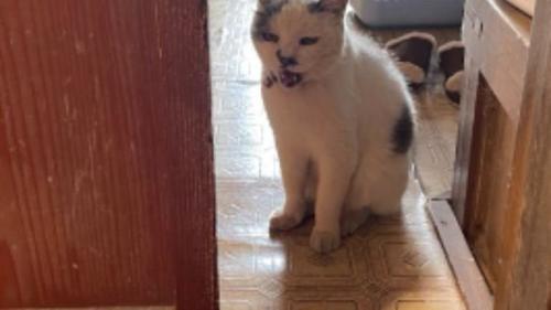 室内にいる猫