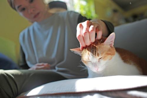 撫でられている猫