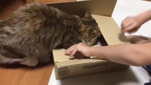 頭を入れて