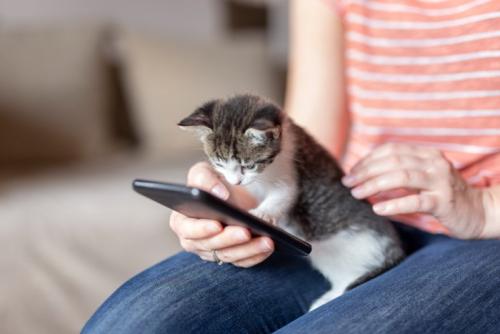 スマホで予約する女性にちょっかいを出す子猫