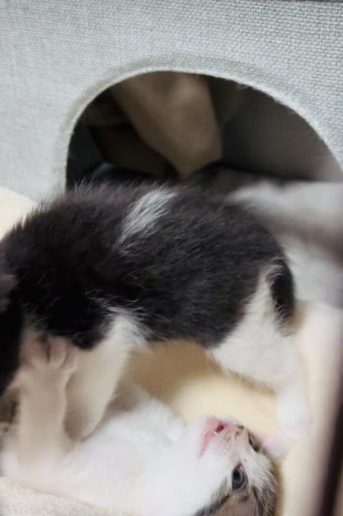 じゃれ合う2匹の子猫