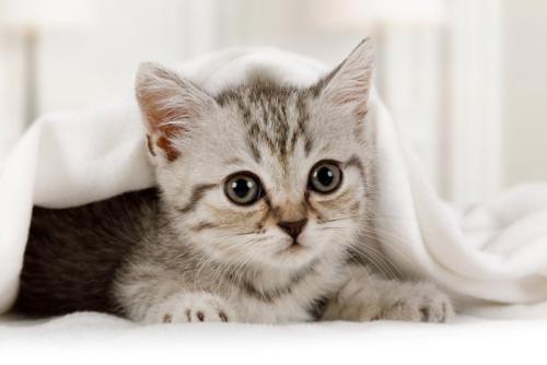 毛布から顔を出している猫