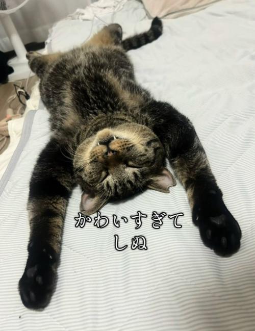 眠るトラくん
