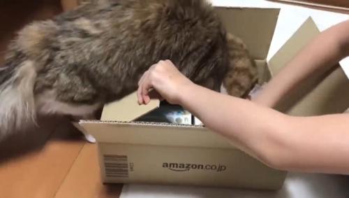 前足も入って