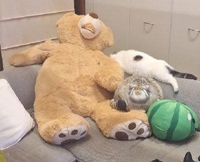 ソファで寝ている猫