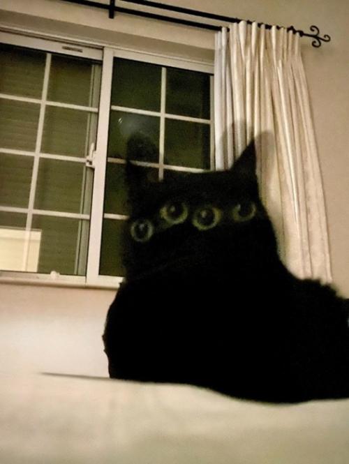 四つ目の猫