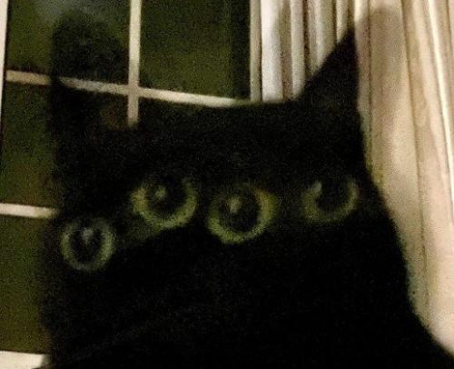 四つ目の猫（目だけアップ）