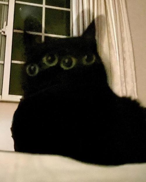 四つ目の猫（アップ）