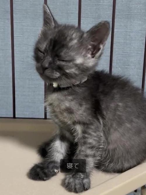 寝ている子猫