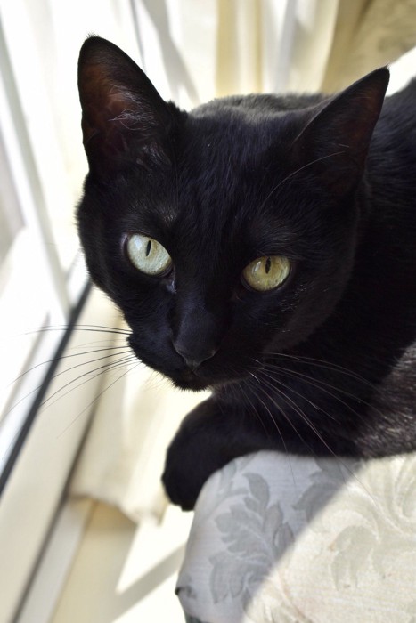 黒猫