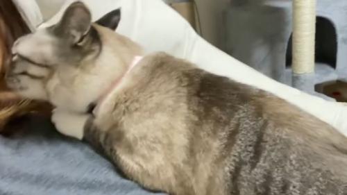 女性に乗る猫