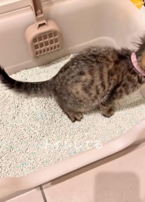 トイレする子猫