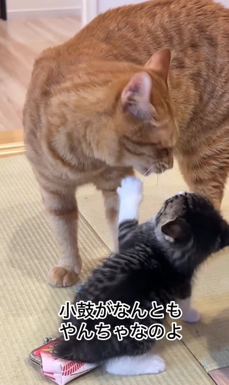 先住猫と子猫