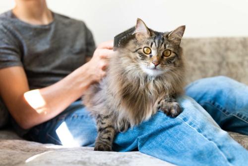 膝の上の猫にブラシをかける人