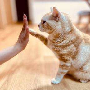 猫がちょいちょいと『前足で触れてくる』のはなぜ？考えられる4つの理由