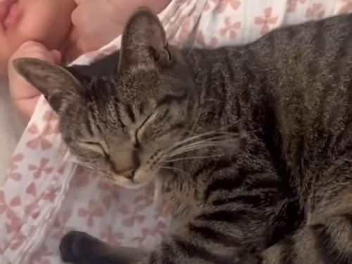 赤ちゃんと猫