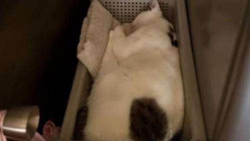 寝ている猫